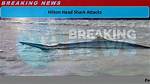 Beware: Hilton Head Island's Shark Attacks