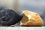 Can Pigeons Eat Bread? - Blogsia