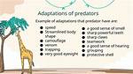Characteristics of a Human Predator