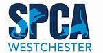 Discoveries at Spca of Westchester Ny