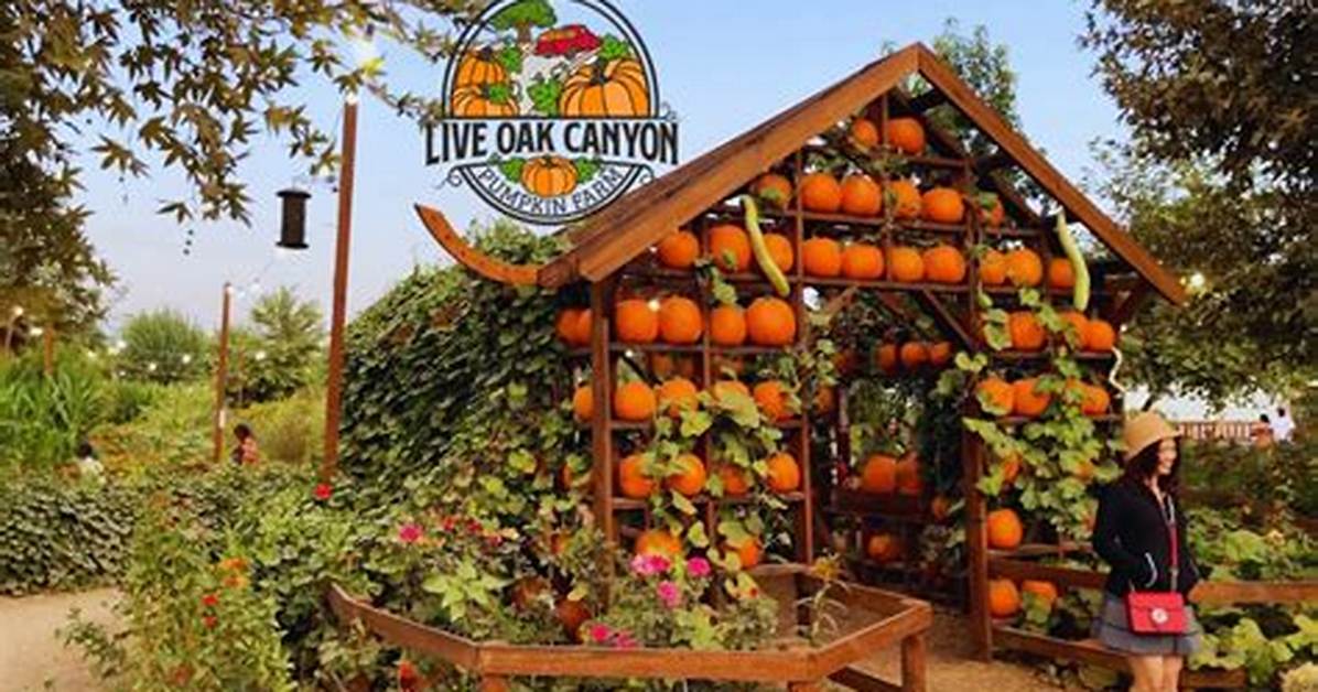 Discovering the Magic of Live Oak Pumpkin Patch: a Seasonal Delight