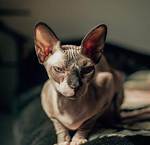 Discovering the Unique Charm of Cat Timpf Legs