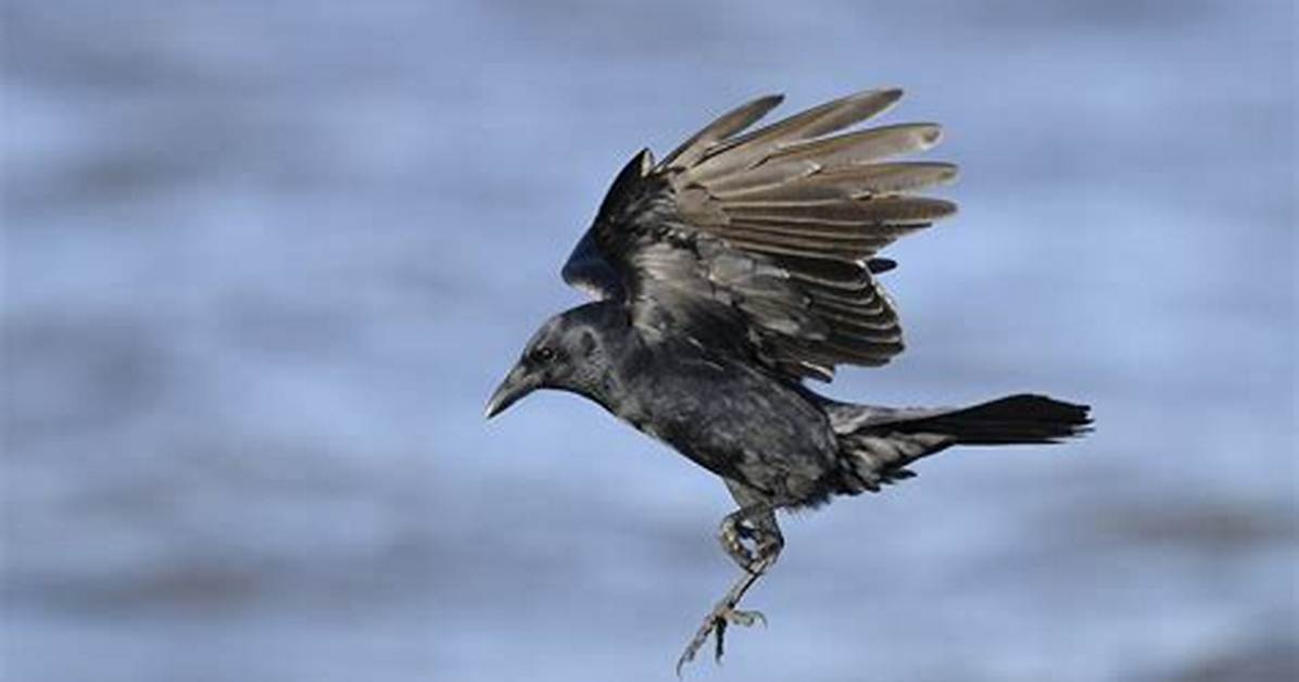 Do Crows Fly in Snow? Celebrity |