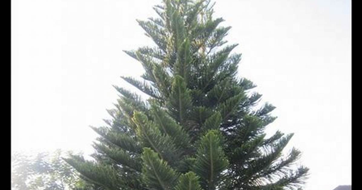 Do Norfolk Pines Grow Fast