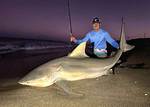 Does Miami Have Bull Sharks? |