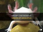 Exploring the Fascinating World of Axolotls: How Many Different Types Are There?