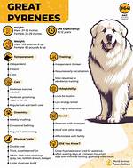 Exploring the Great Pyrenees Psi: a Comprehensive Guide