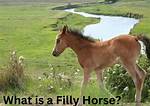 Filly Meaning: Understanding the Term and Its Significance