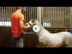 Insights from the "Michael Hanley Horse Video"