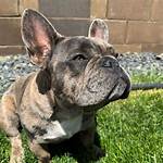 Is Onyx the Frenchie Safe? the Search for the Beloved Pup