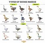 List of Goose Breeds - Alchetron, the Free Social Encyclopedia ·