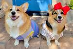The Hammy and Olivia Tragedy and Its Impact on Animal Welfare