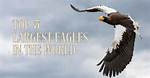 The Majestic Giant: Discovering the Largest Eagle in the World