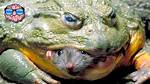 The Most Dangerous Frog in the World |