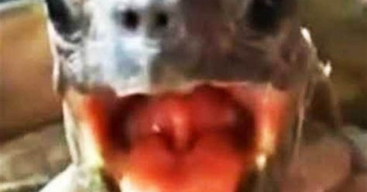 Turtle Moaning Meme: the Unexpected Viral Sensation