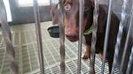 Uncover Animal Welfare Secrets in Irving