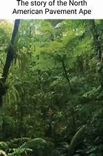 Uncover the Secrets of North American Pavement Apes: a Journey of Discovery