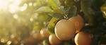 Uncover the Wonders of Fruit Cultivation with Fruits Magazine