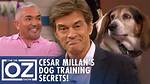 Unleash the Secrets of Cesar Millan's Financial Empire