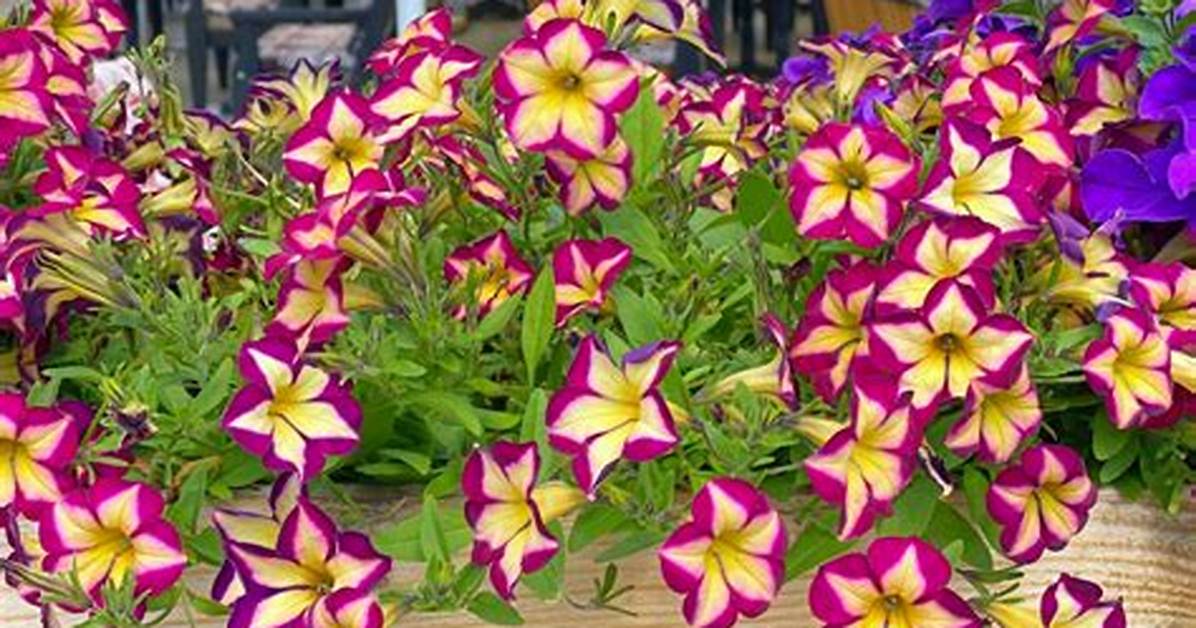 Unraveling the Charm of Thapelo Petunia: a Rising Star