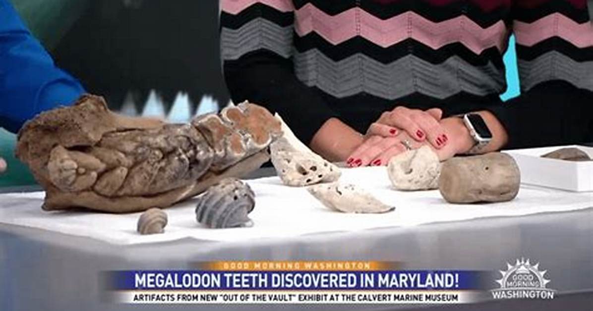 Unraveling the Secrets of Megalodon in Ice
