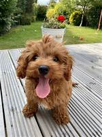 Unveiling the Enchanting World of Mini Sausage Dog Puppies
