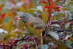 Unveiling the Enigmatic Robin Angers: Discoveries and Insights Await