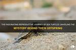 Unveiling the Mystery: the Fascinating Journey of Molly Noblitt Picture