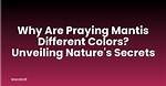 Unveiling the Secrets of Praying for an Ex's Return: Discoveries and Insights