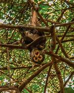 Unveiling the Secrets of the "Ugliest Monkey": Discoveries and Insights