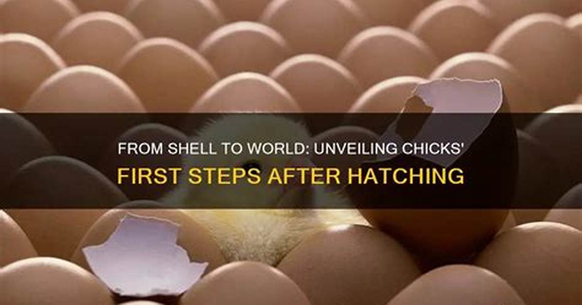 Unveiling Toriana Hatch: a Hatching Revolution