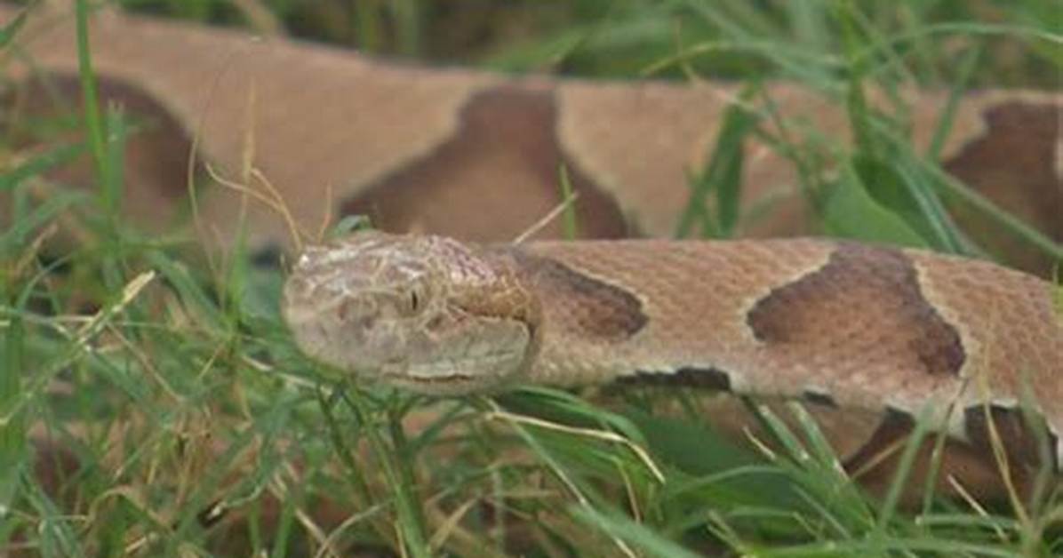 Venomous Copperhead Lyrics: Bite of the Rattlesnake