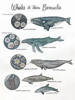 Whales and Barnacles Relationship