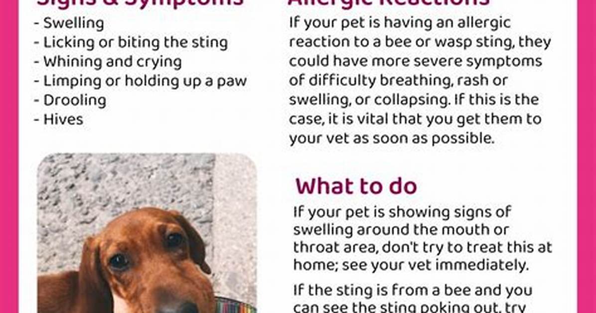 When Humor Bites: the Dog Stung by Bee Meme Phenomenon